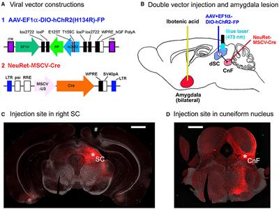 Amygdala Underlies the Environment Dependency of Defense Responses Induced via Superior Colliculus